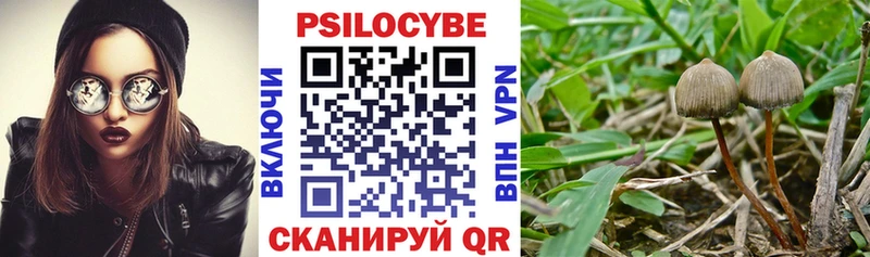 Псилоцибиновые грибы Psilocybe  Апатиты 